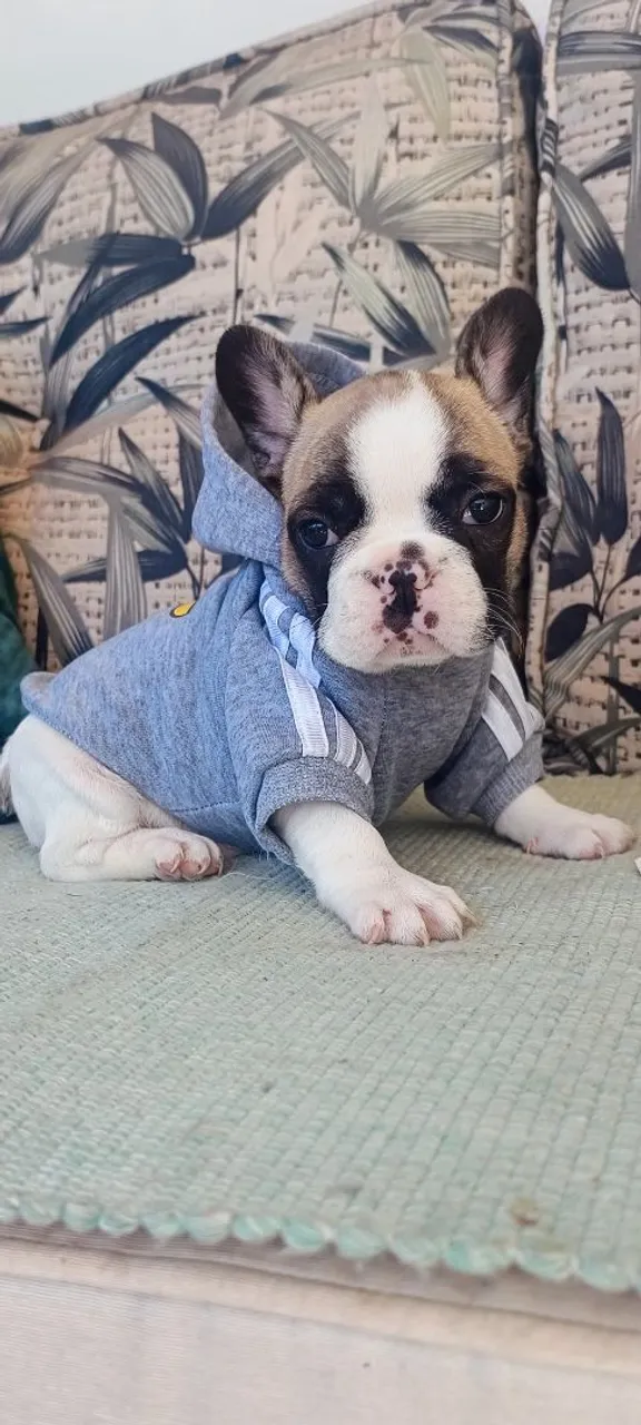 Filhote de Bulldog Francês - Fofo e Charmoso!