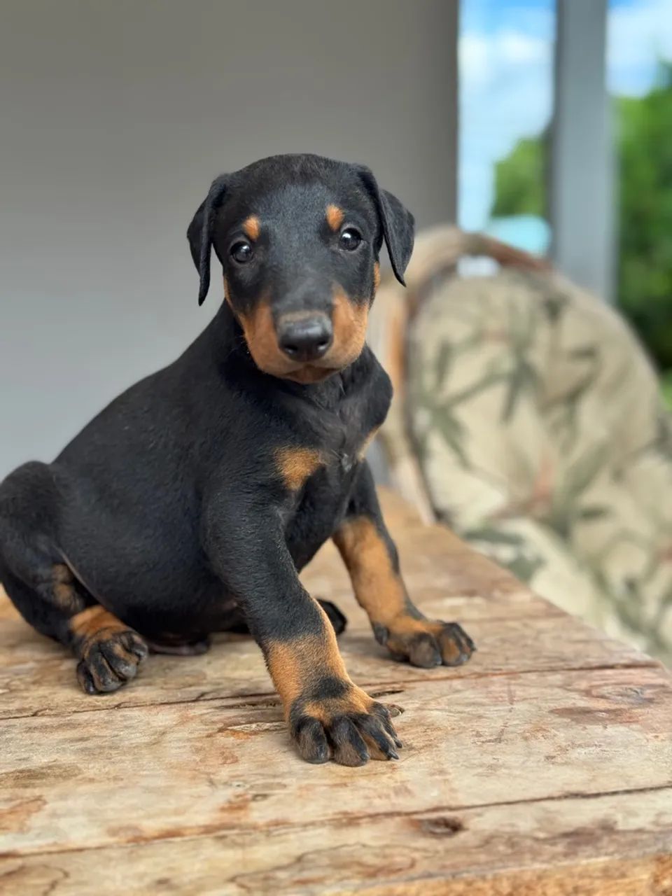 Dobermans machos e fêmeas  - Foto 4