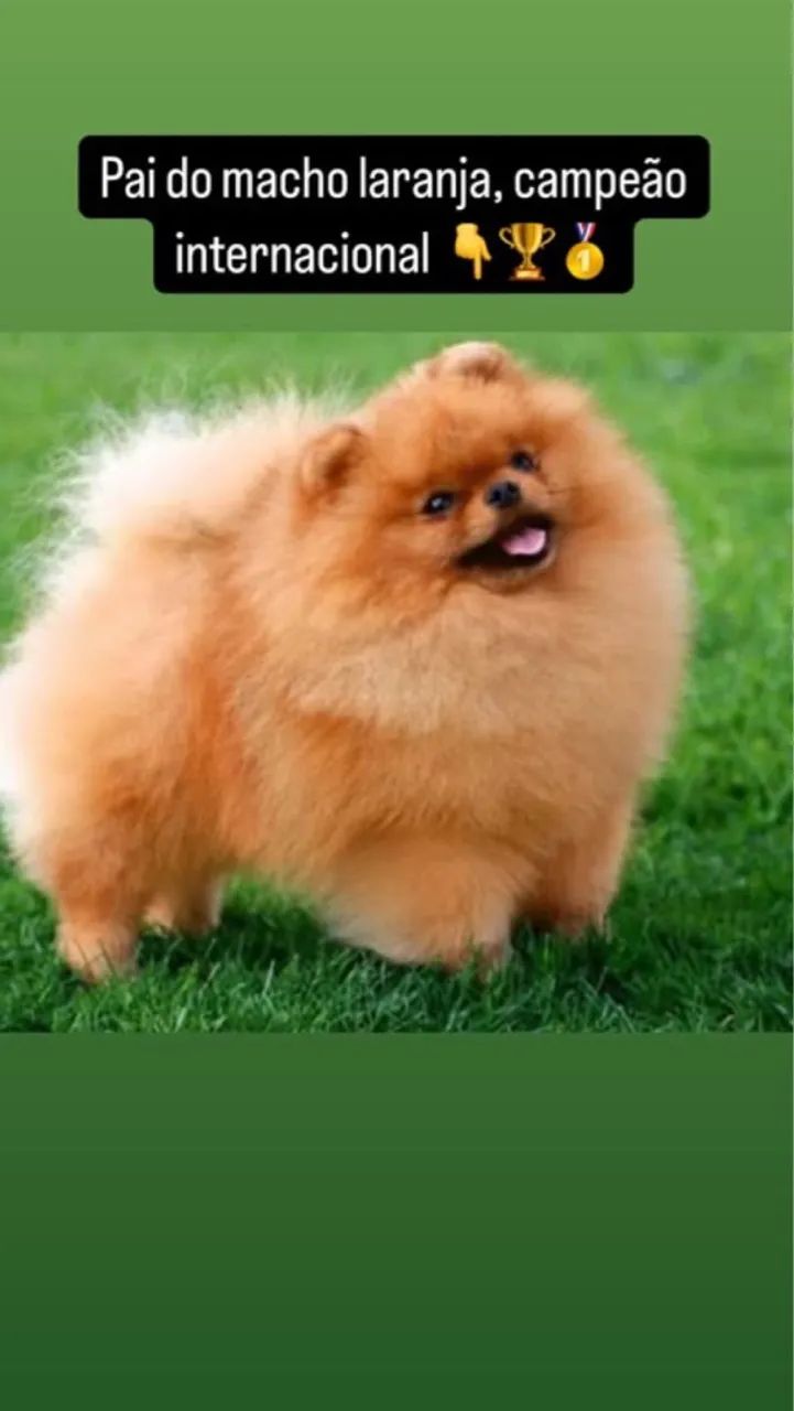 Lulu da Pomerania / O maior canil do Brasil / Spitz Alemão / Melhor Linhagem  - Foto 3