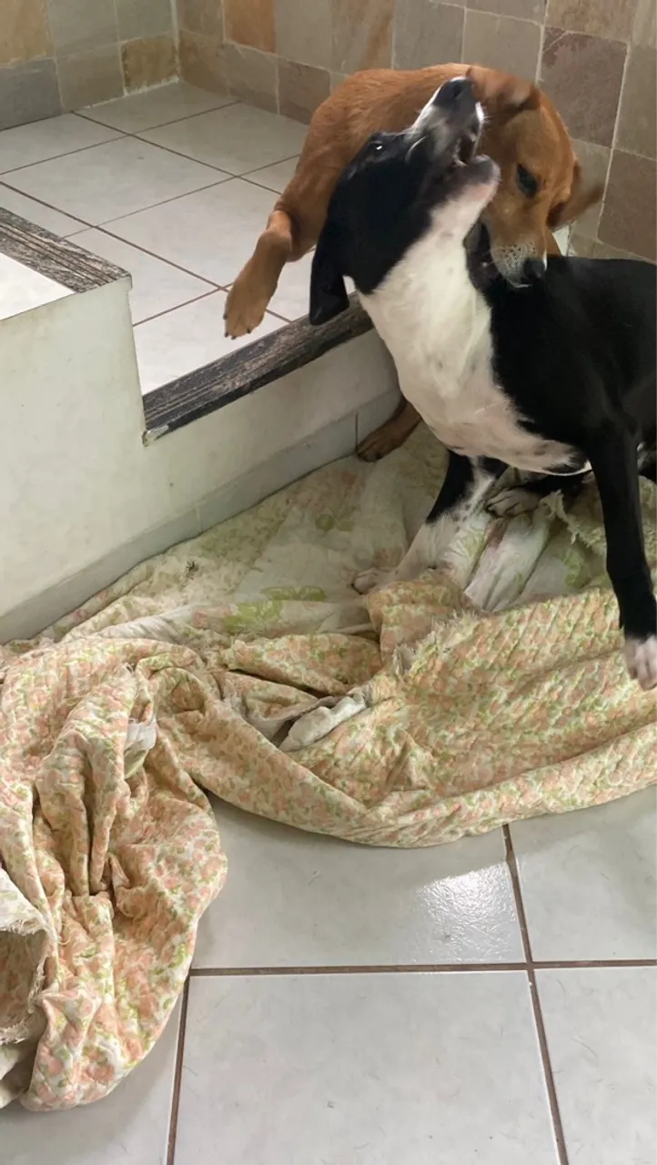 Cachorro de porte médio para doação