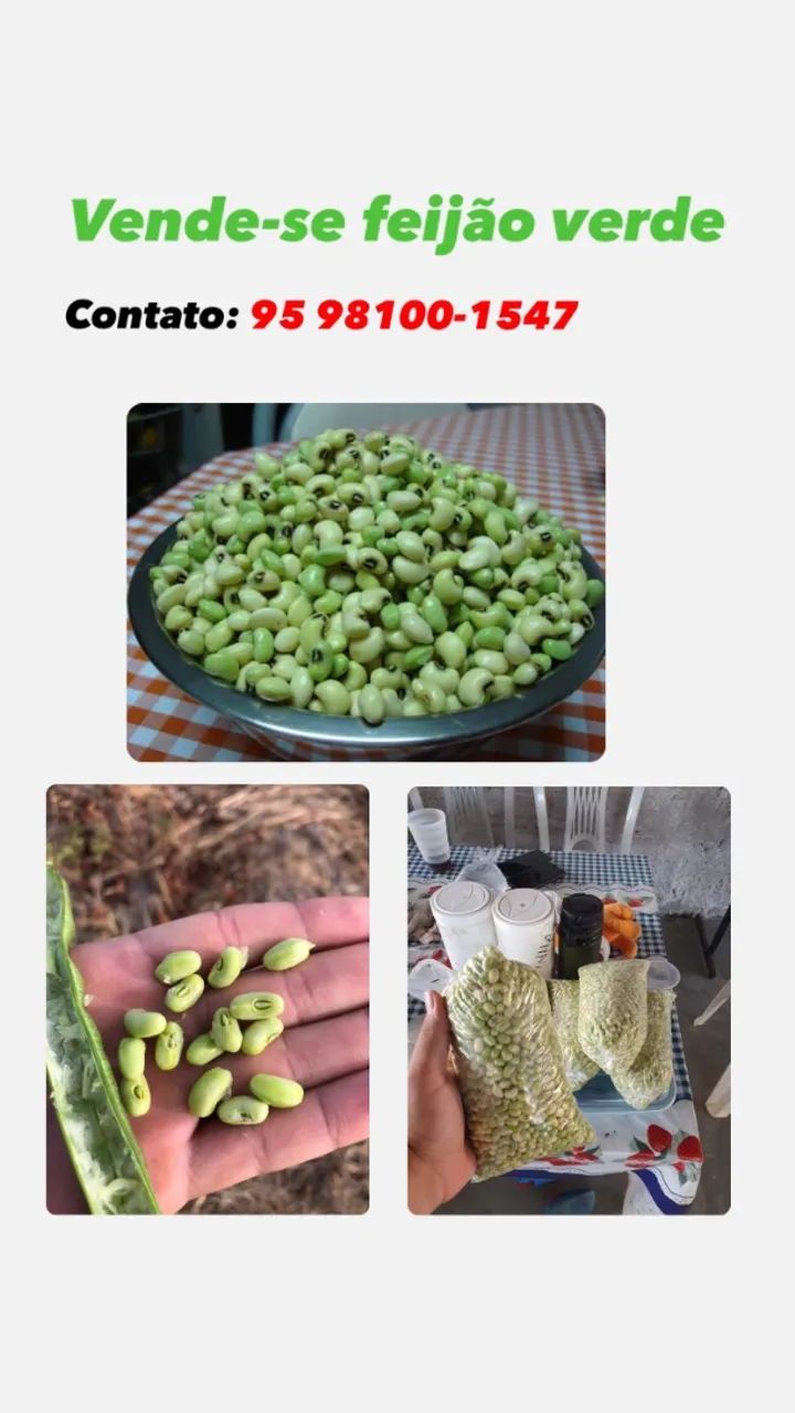 Feijão Verde