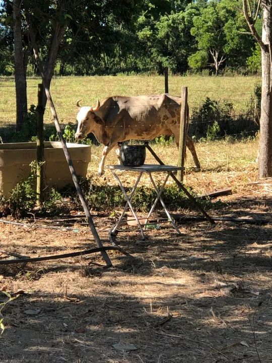 Vaca simental com Gir 