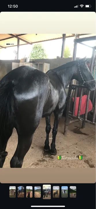 Cavalo meio sangue Manga larga - Tornado
