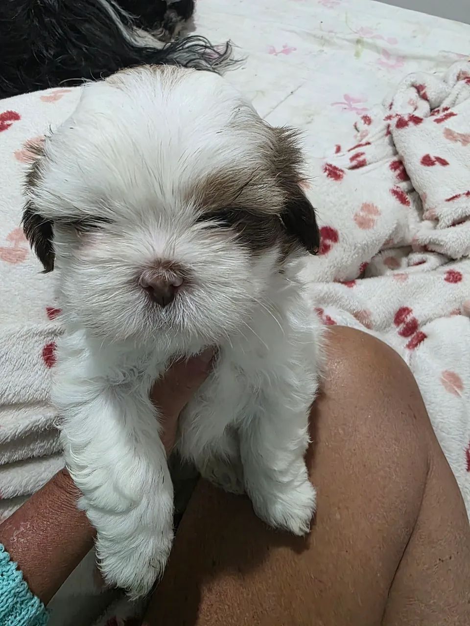 Vende-se filhotes de Lhasa Apso  - Foto 4