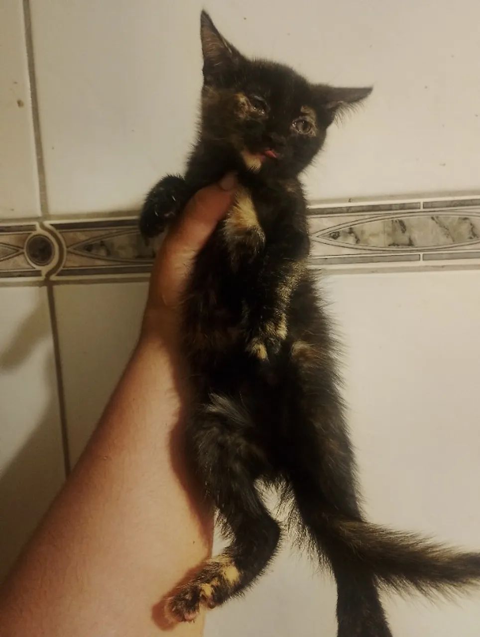 Doação de gatinha filhote - Foto 2