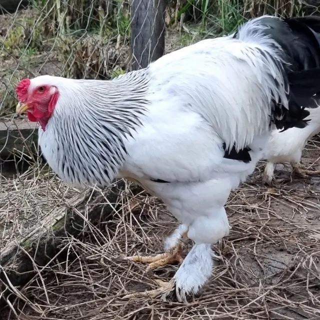 Brahma Light