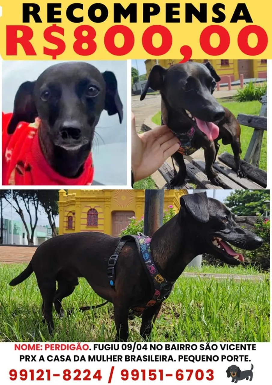 PROCURA-SE CACHORRO SALSICHA / PAGO RECOMPENSA