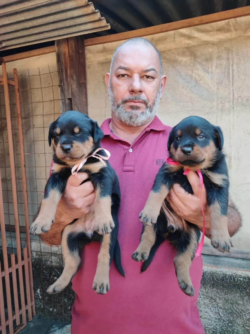 Filhotes de Rottweiler puros para venda