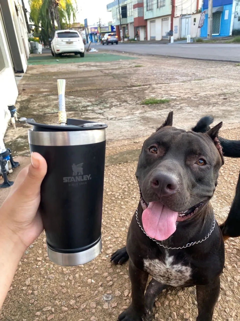 PitMonster