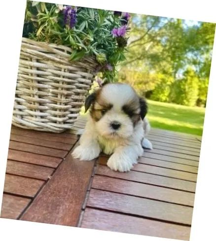 Lhasa Apso Bicolor Fêmea - A Alegria em Forma de Cãozinho!