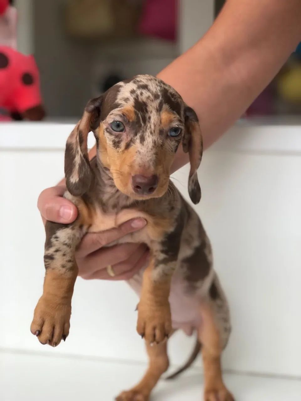 Filhote de Dachshund Arlequim - Uma Fofura