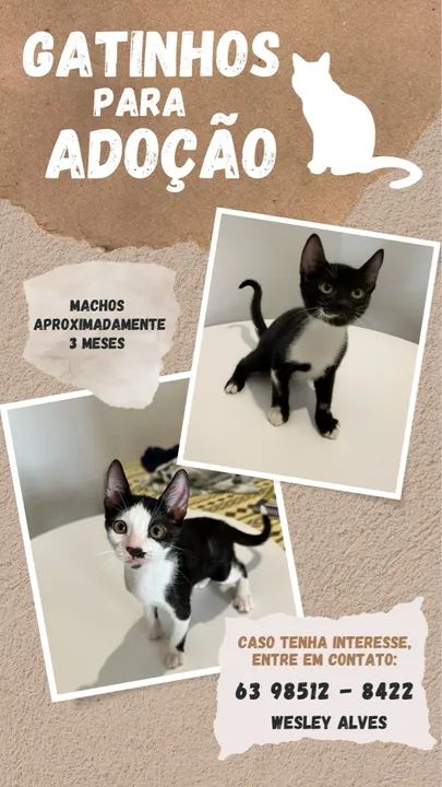 Gatinhos para adoção