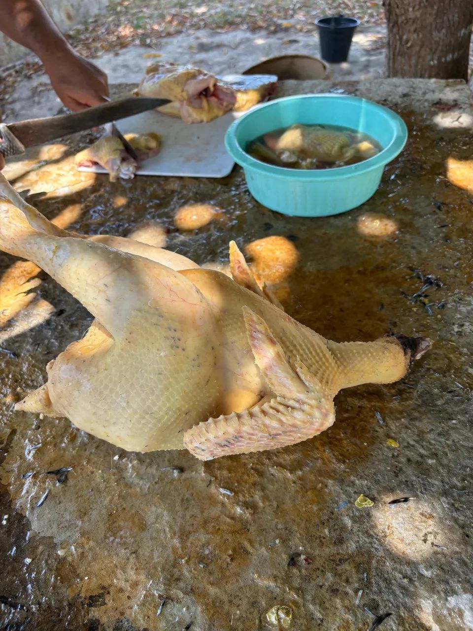 Galinha Caipira - Foto 4