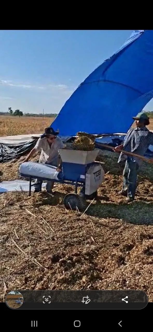 Ração Sorgo Silagem. 15 reais - Foto 4