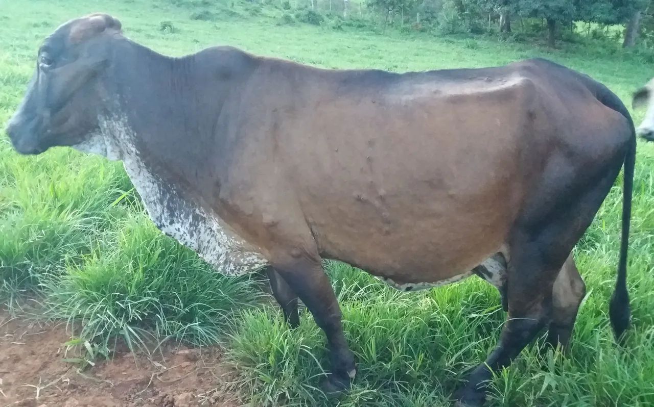 Gado de leite Gir e Girolando - Foto 5