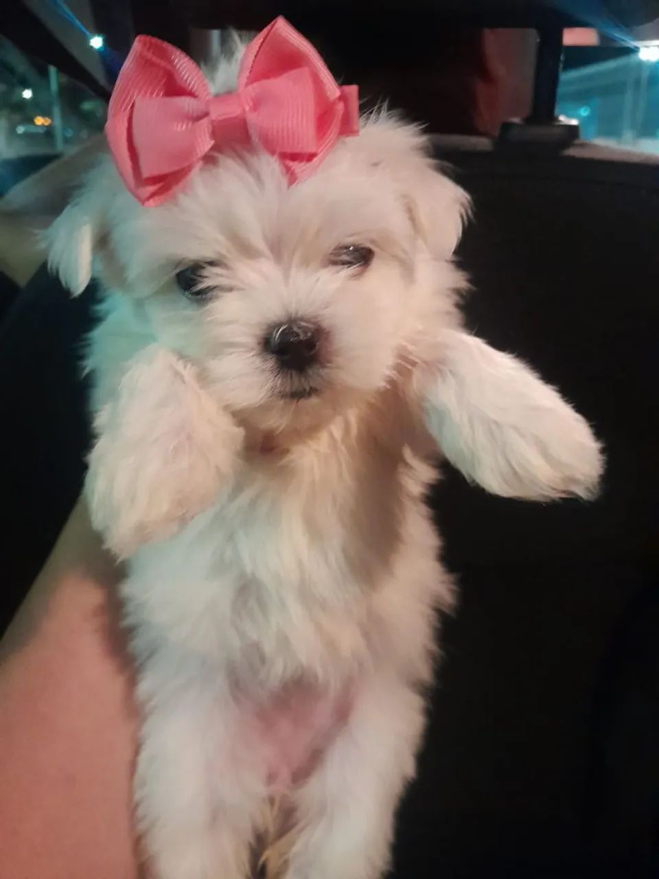 Filhotes mini de maltês 