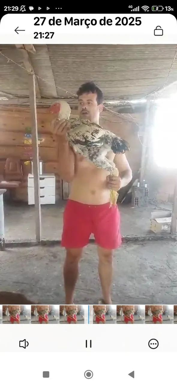 Galo INDIO GIGANTE - Campeão! - Foto 6