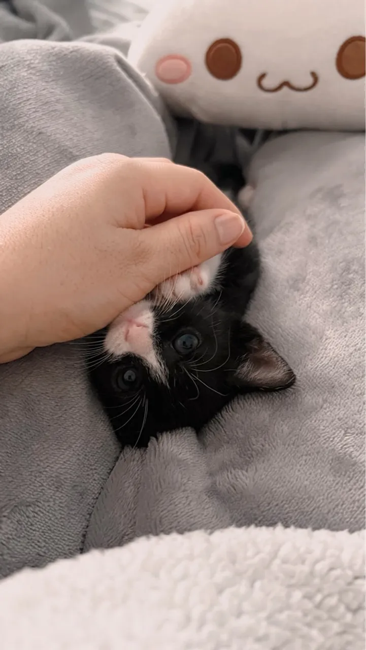 Gatinho filhote para adoção