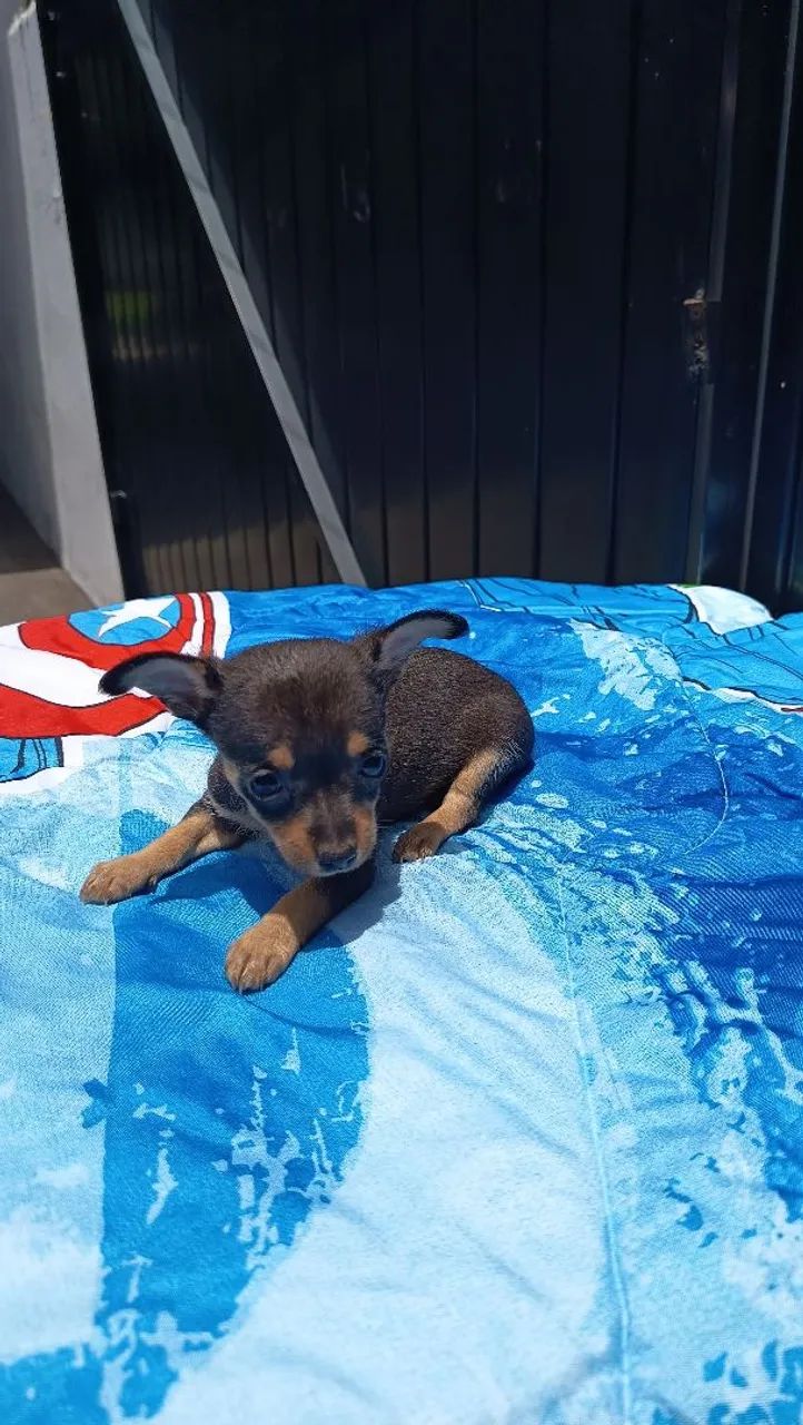 Lindos filhotes de pinscher macho e femea parcelo e entrego 