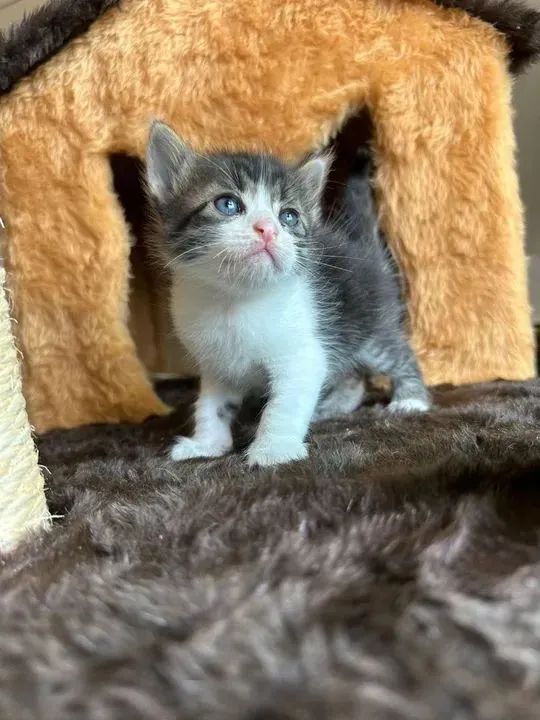 Angorá Filhotes  - Foto 2