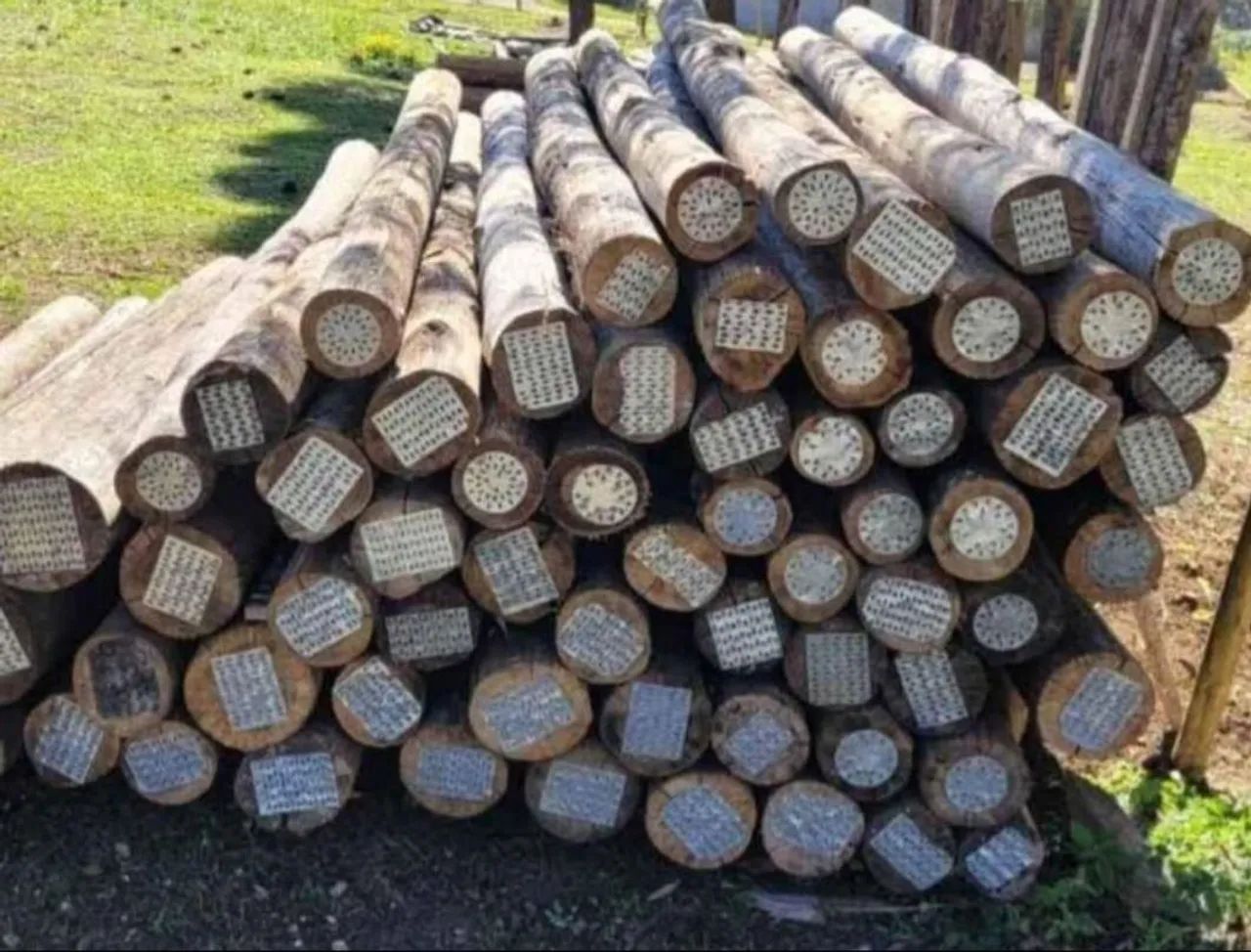 PALANQUES DE EUCALIPTO E ESCORAS. - Foto 3