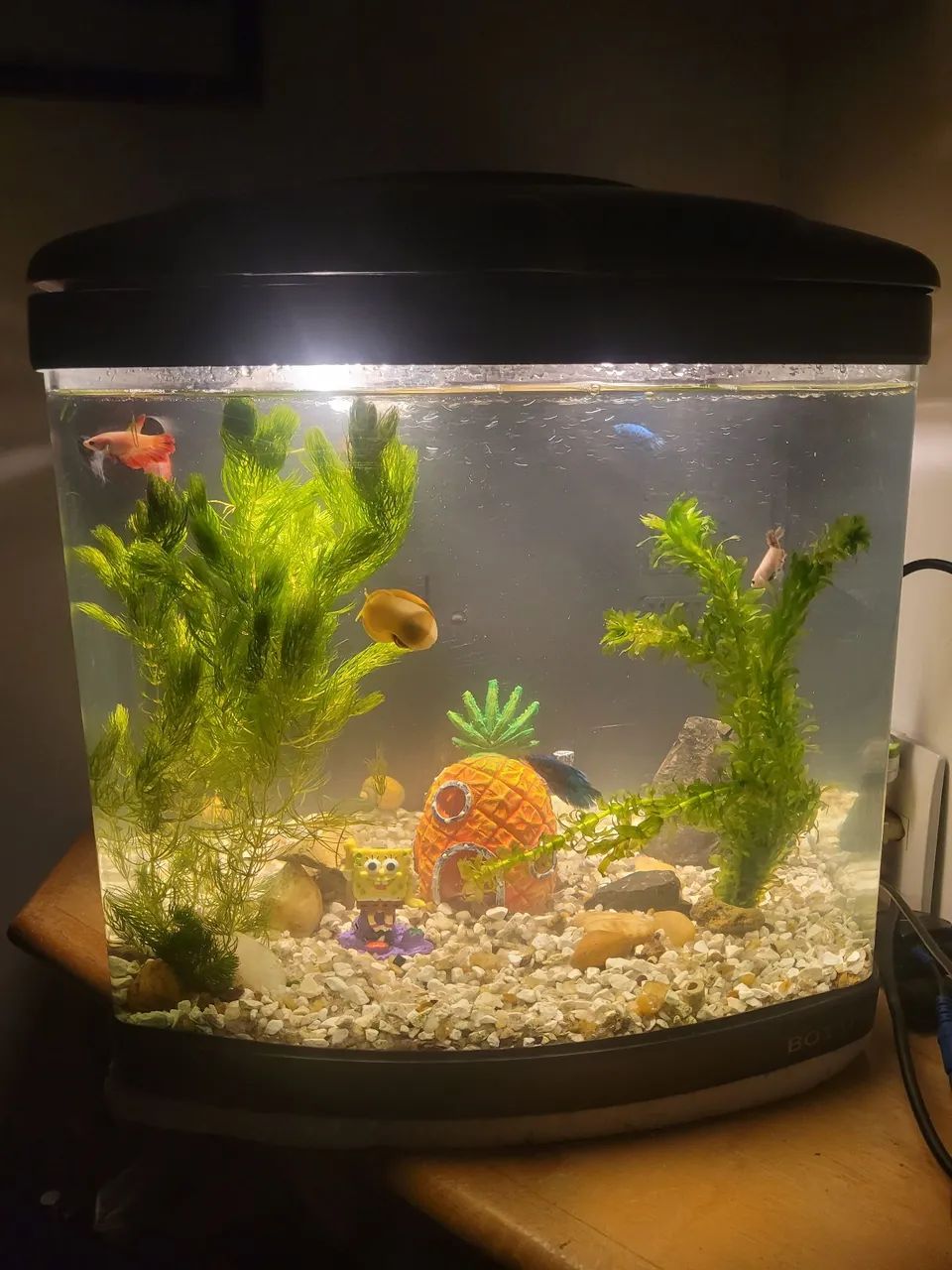 Aquario boyu 50 litros completo  - Foto 2
