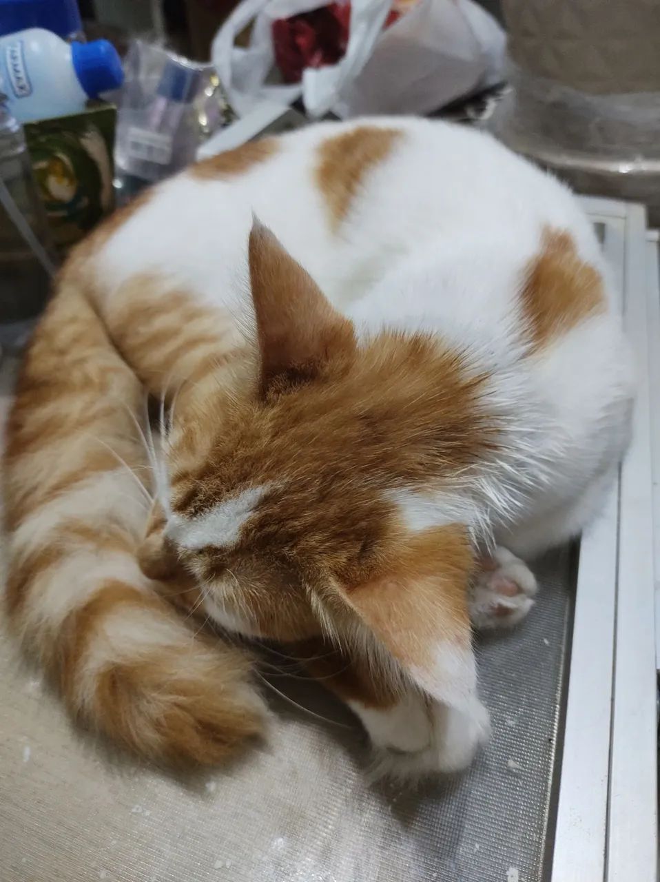 Gatinha Dengosa - Foto 6