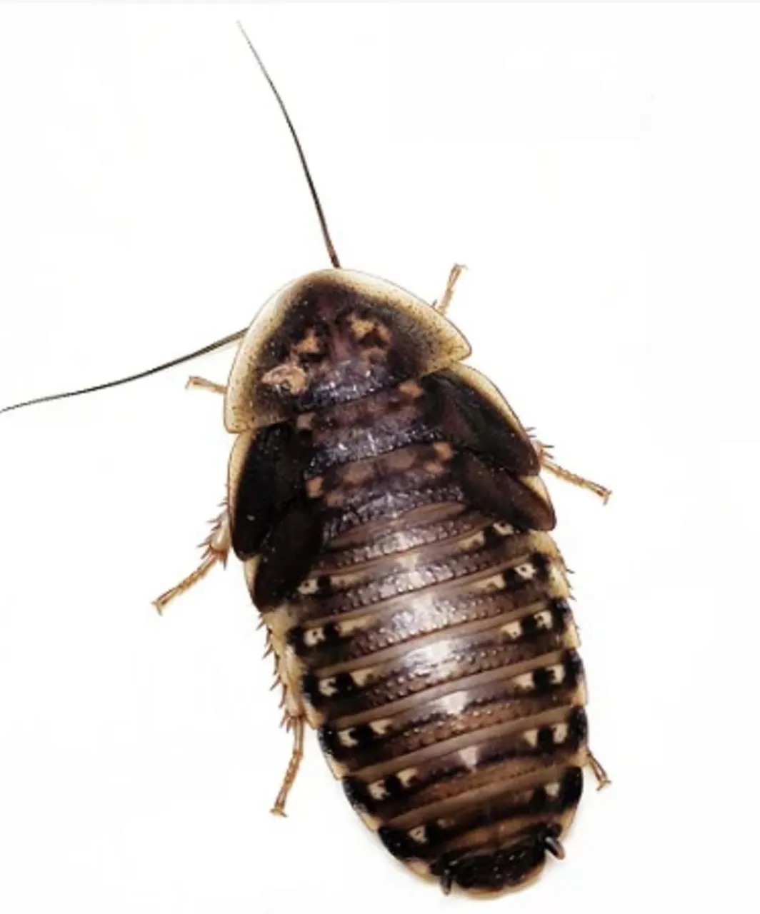 Barata Dúbia