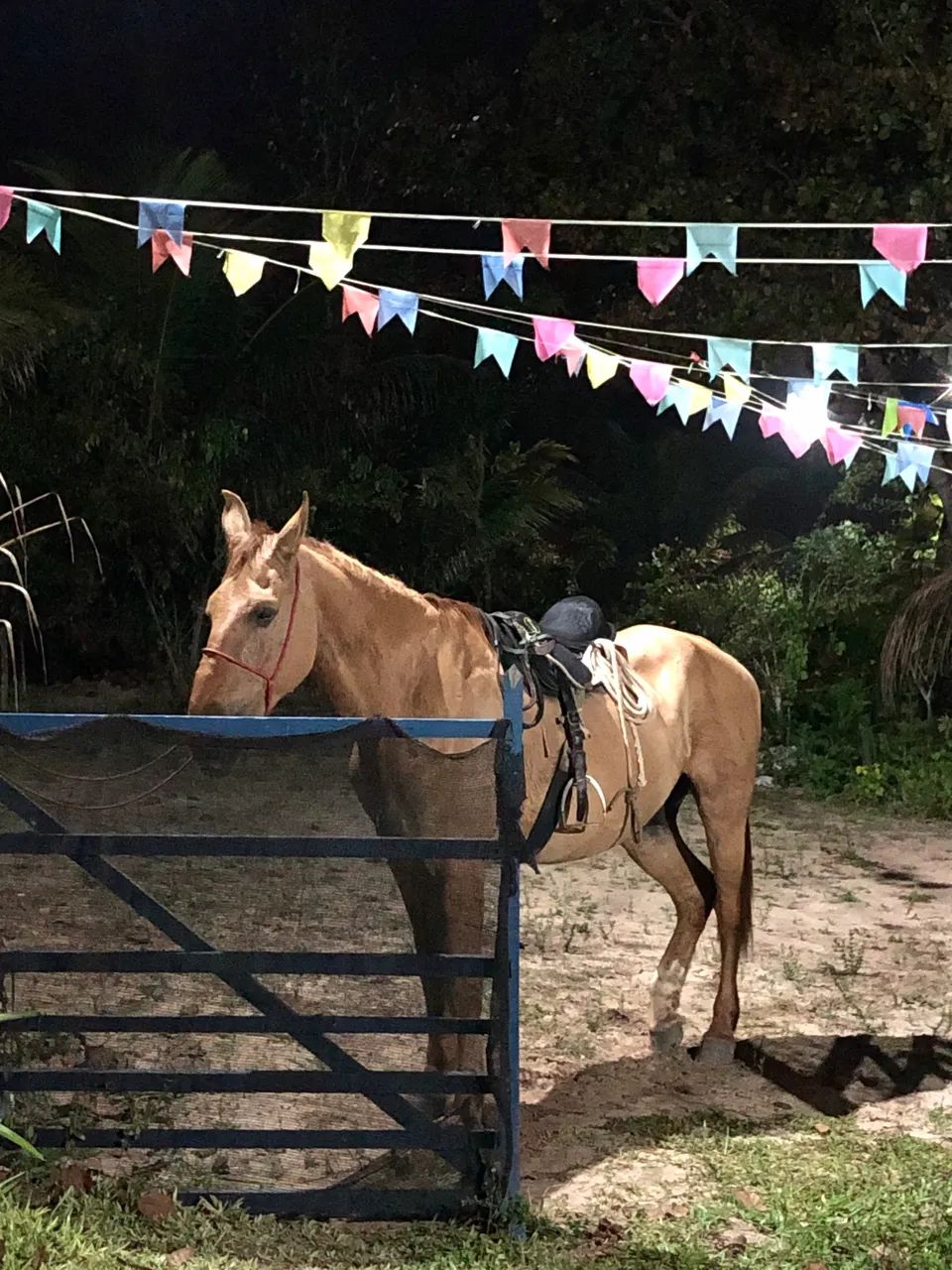 Cavalo mestiço de campolina 