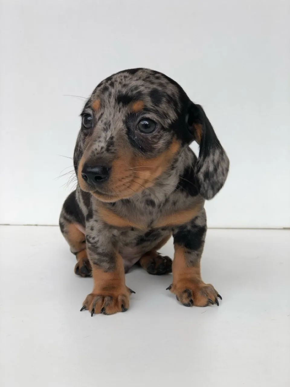 Filhote de Dachshund Arlequim - Uma Fofura - Foto 4