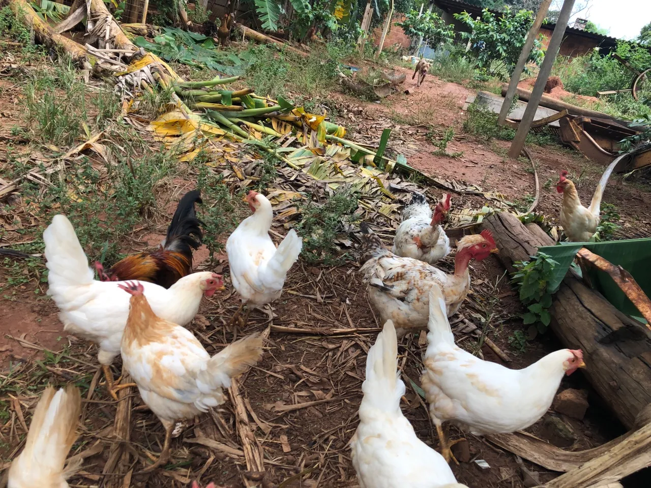 Galos e galinhas caipiras e granja para venda