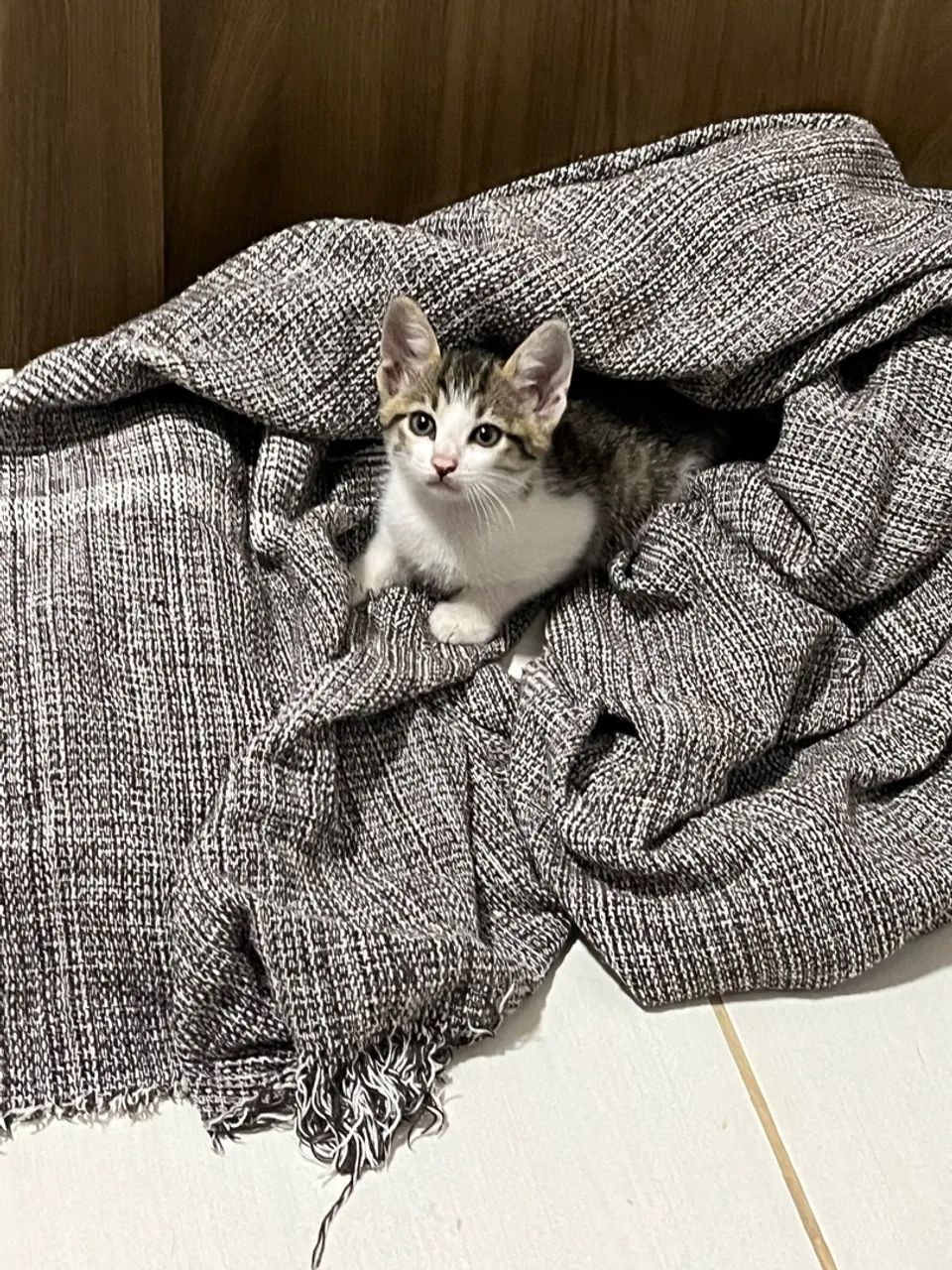 Gatinho filhote para adoção