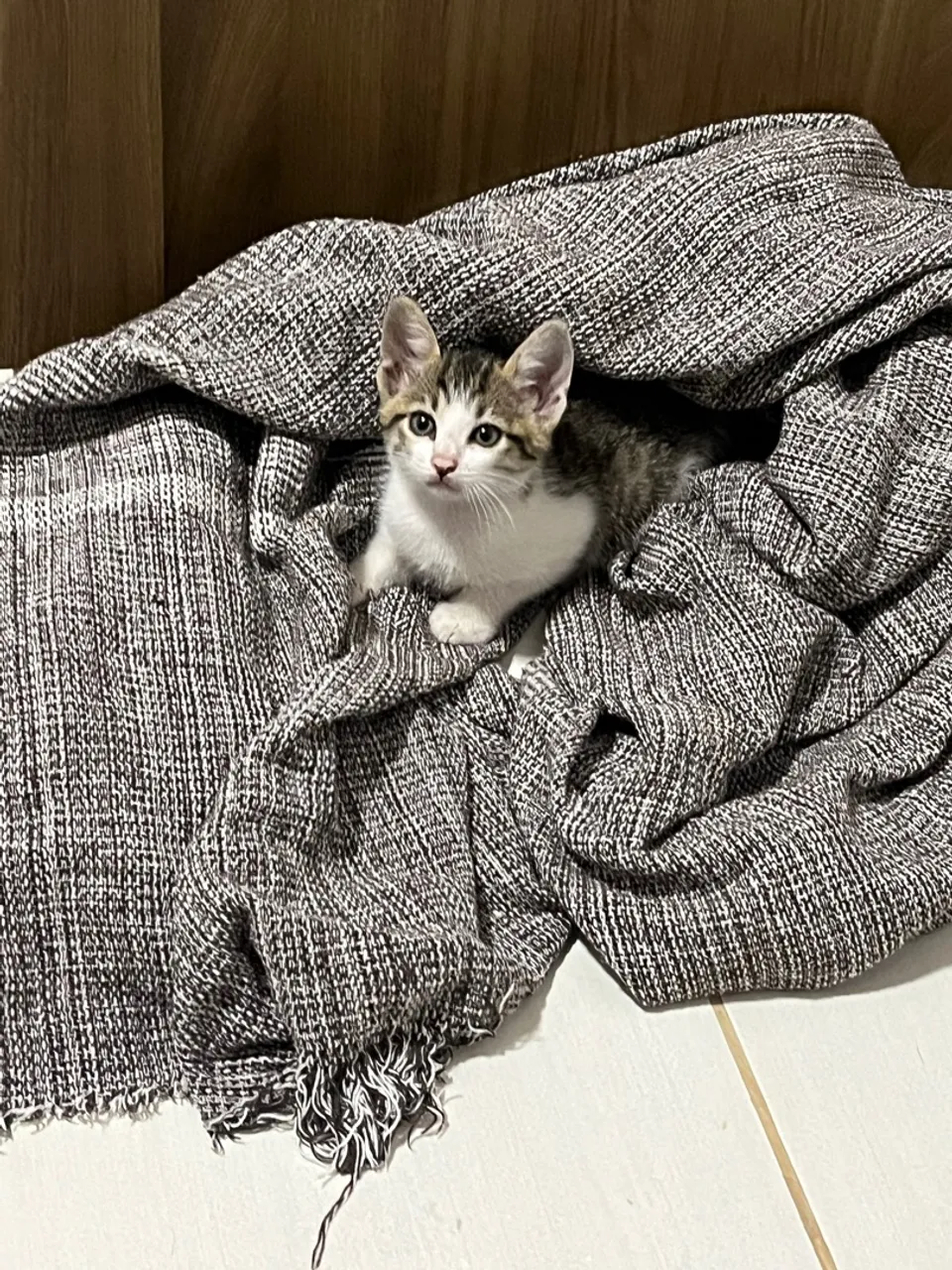 Gatinho filhote para adoção