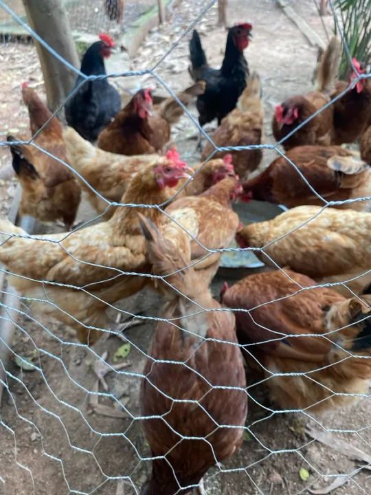 Galinhas Embrapa 051 e Rhodes - Foto 2