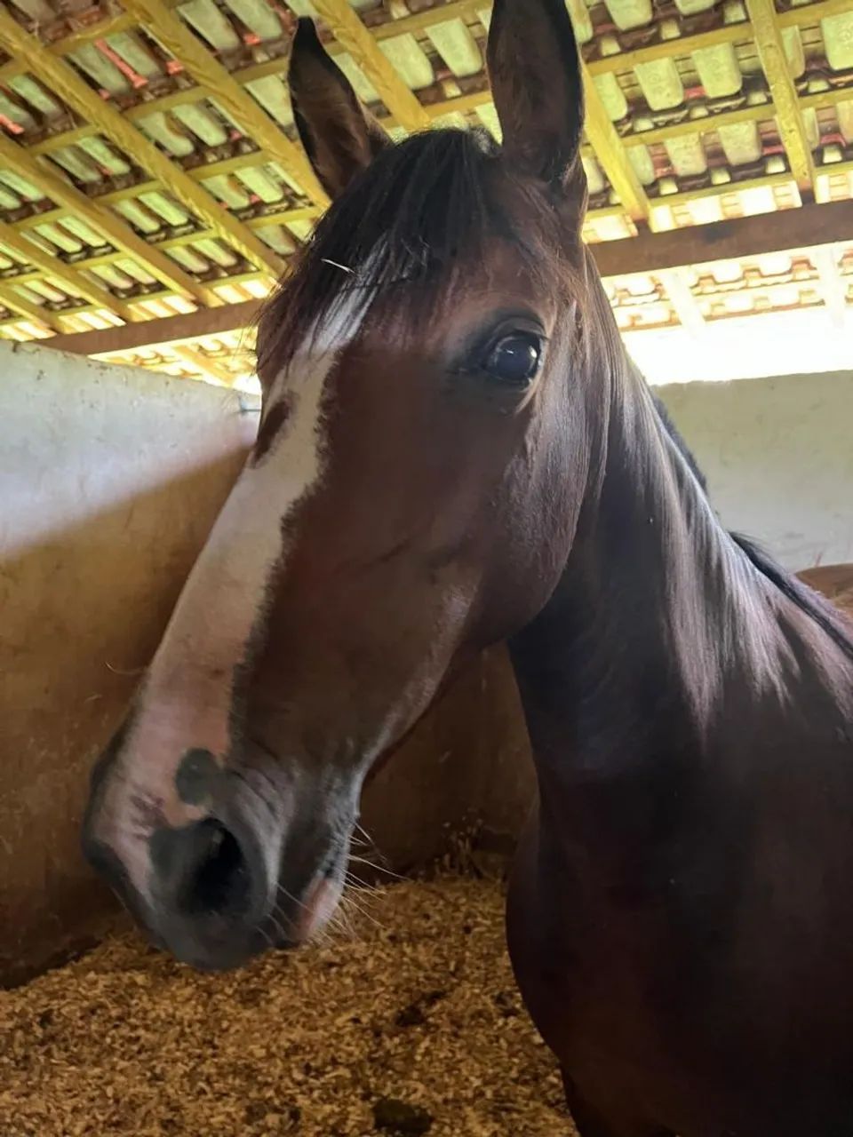 VENDO EGUA MANGA LARGA - Foto 6
