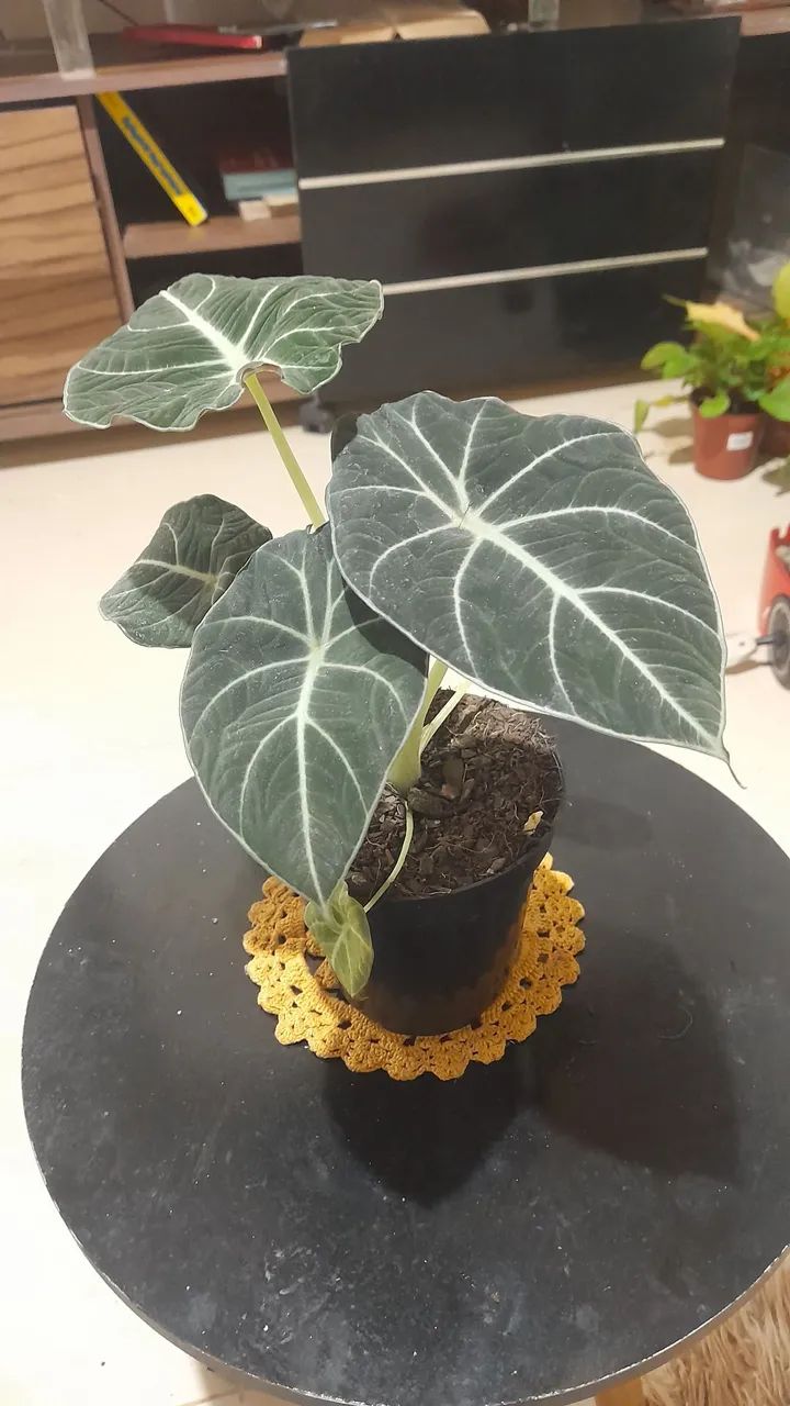 Planta Alocasia Black Velvet para colecionadores residências lojas escritórios  - Foto 2