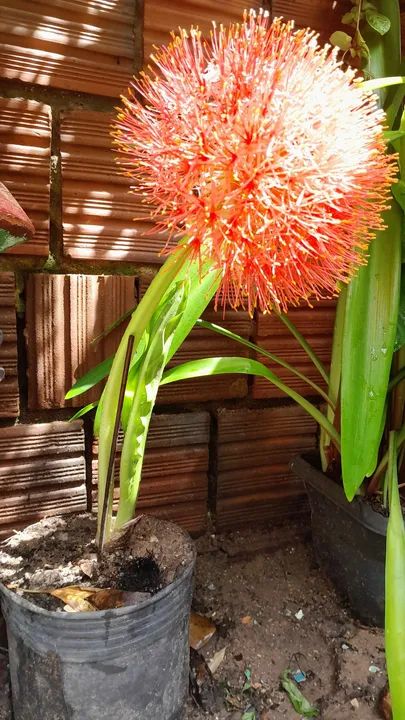 Linda Planta Bola de natal - Foto 3