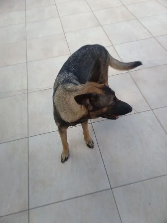 Doa.se pastor alemao - Foto 2