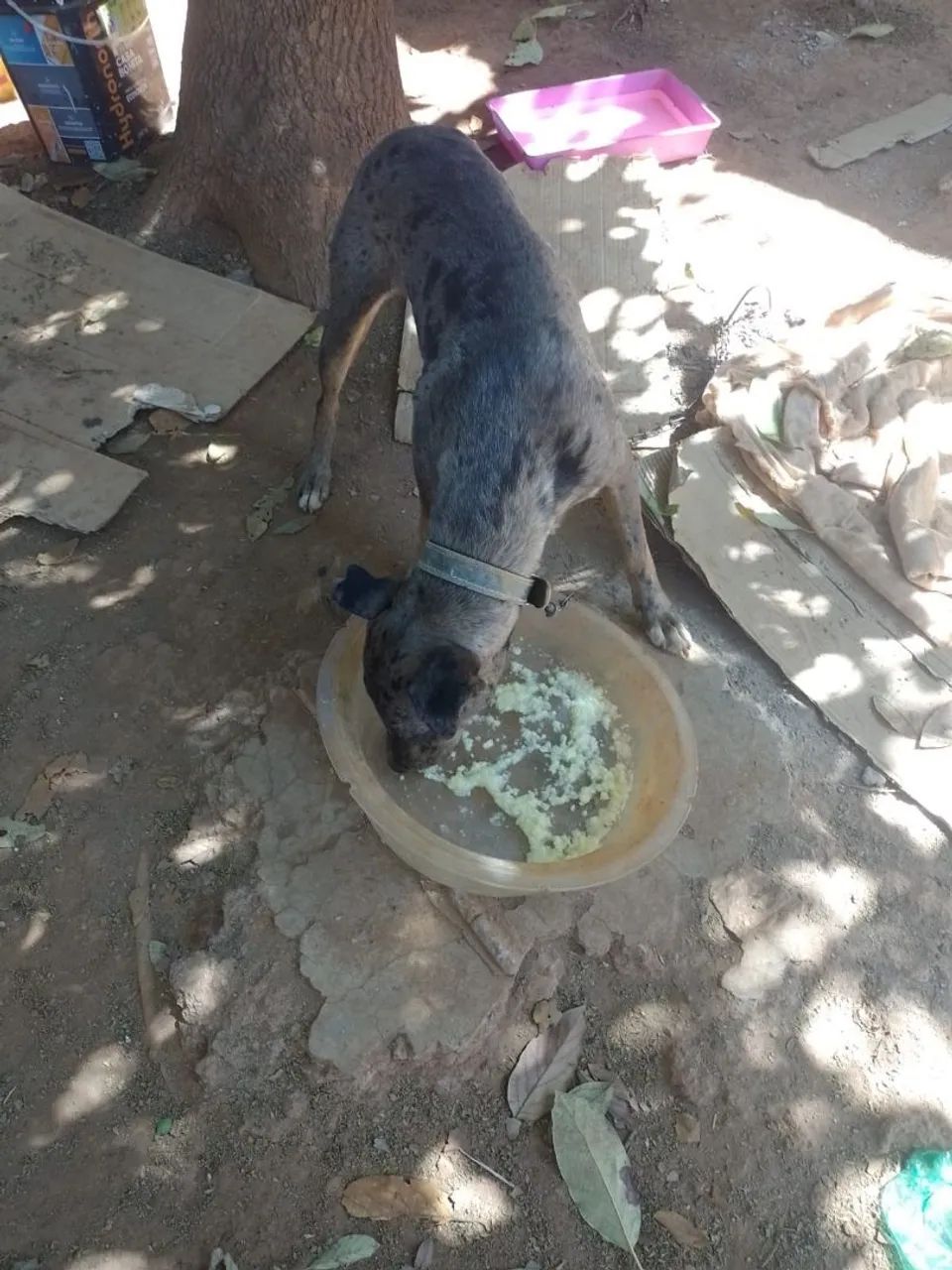 Doação de cachorro  - Foto 2
