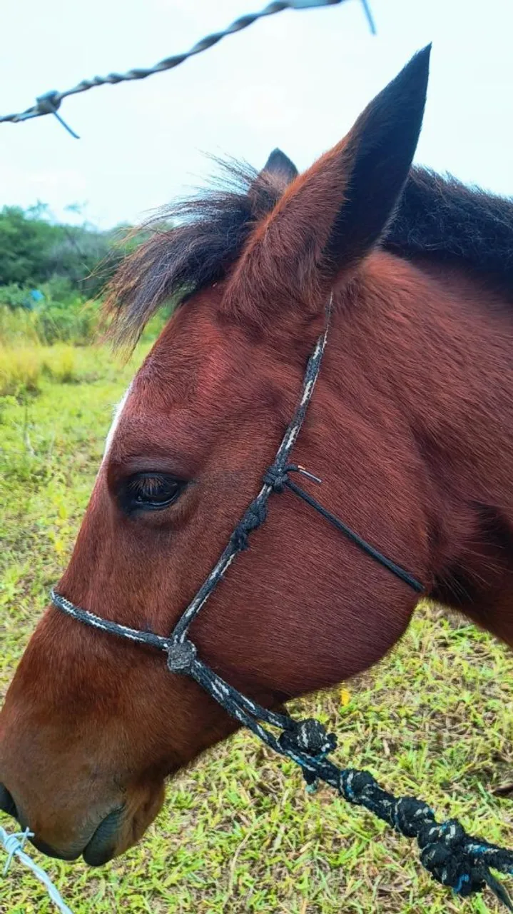 Cavalo castrado 