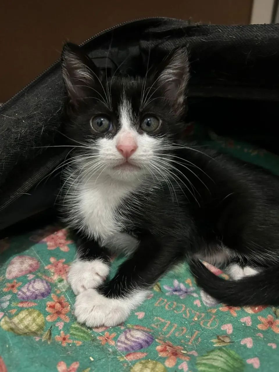 ADOÇÃO RESPONSÁVEL - CANOAS/RS - Foto 6