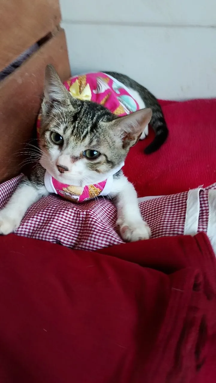 Gatinha Fofa Procurando Lar