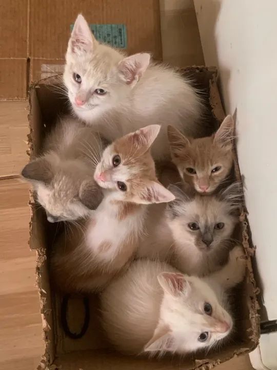Gatinhos fofinhos para adoção ?