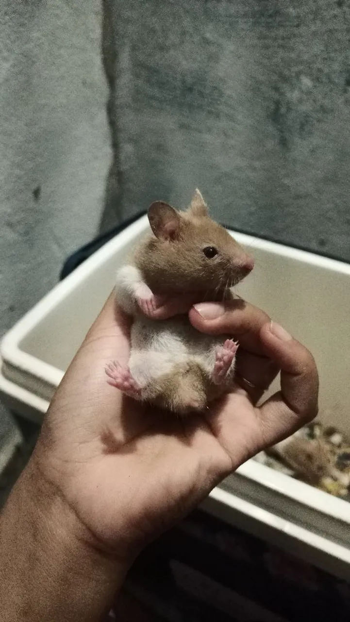 Hamster filhote (macho)