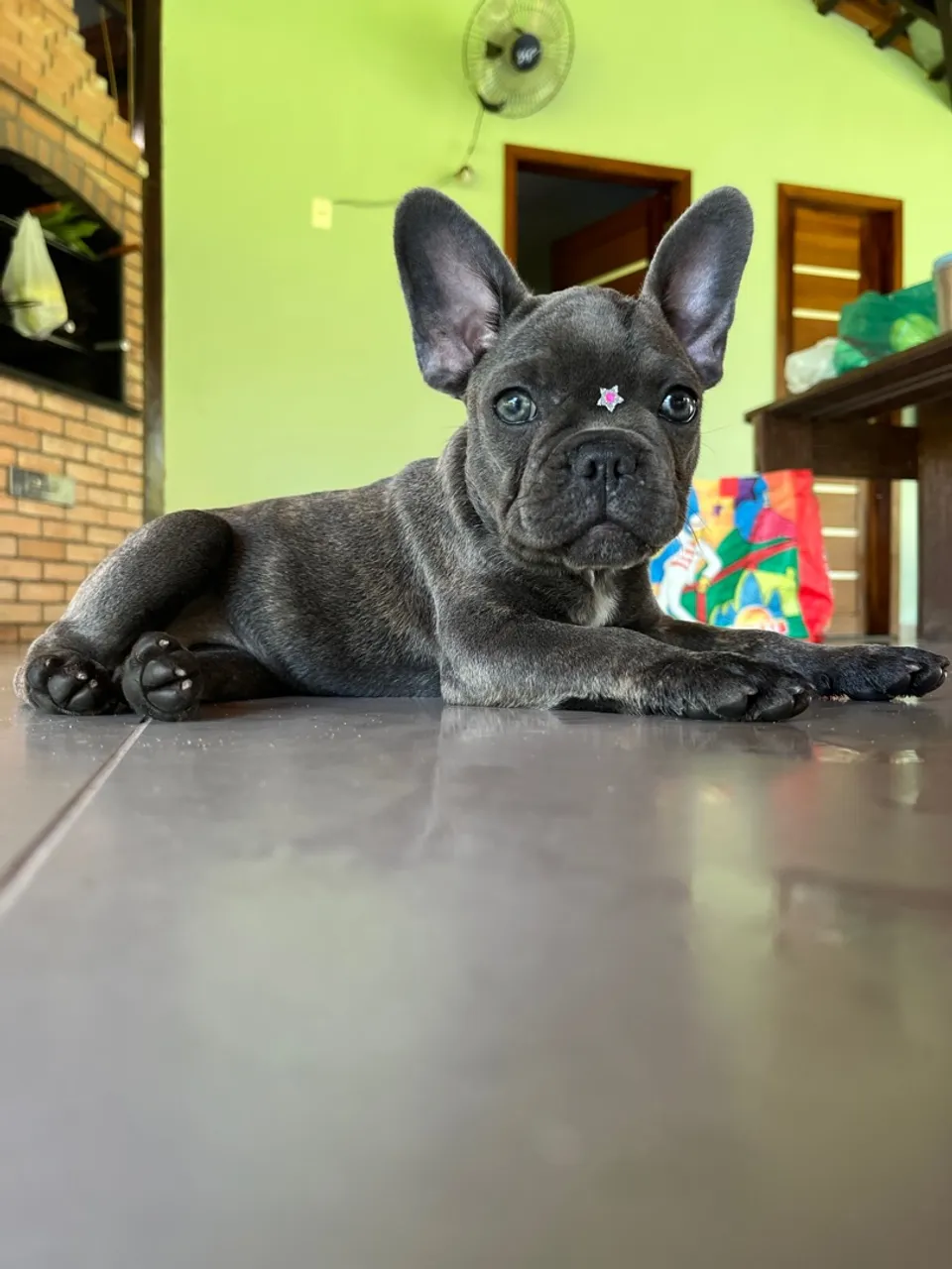 Filhotes de Bulldog Francês Blues
