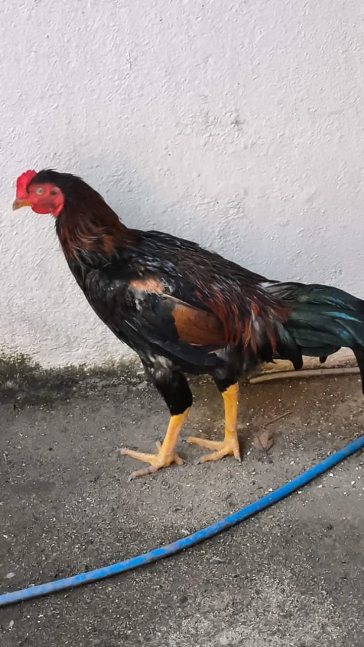 Galo