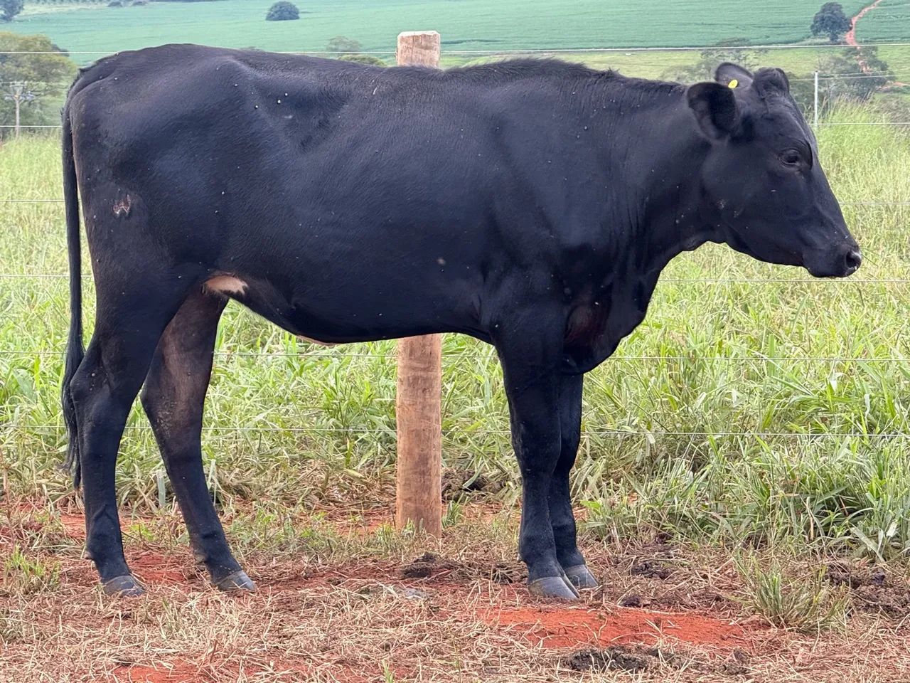 Novilhas leiteira  - Foto 2