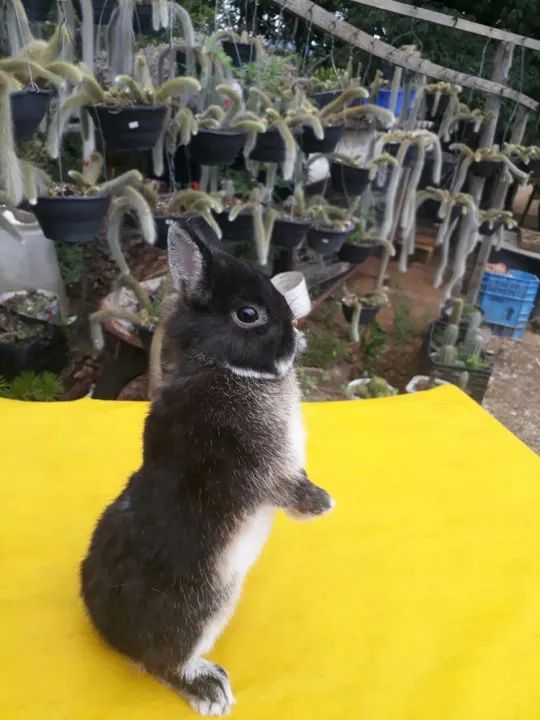 Coelho anão importado padrão show  - Foto 4