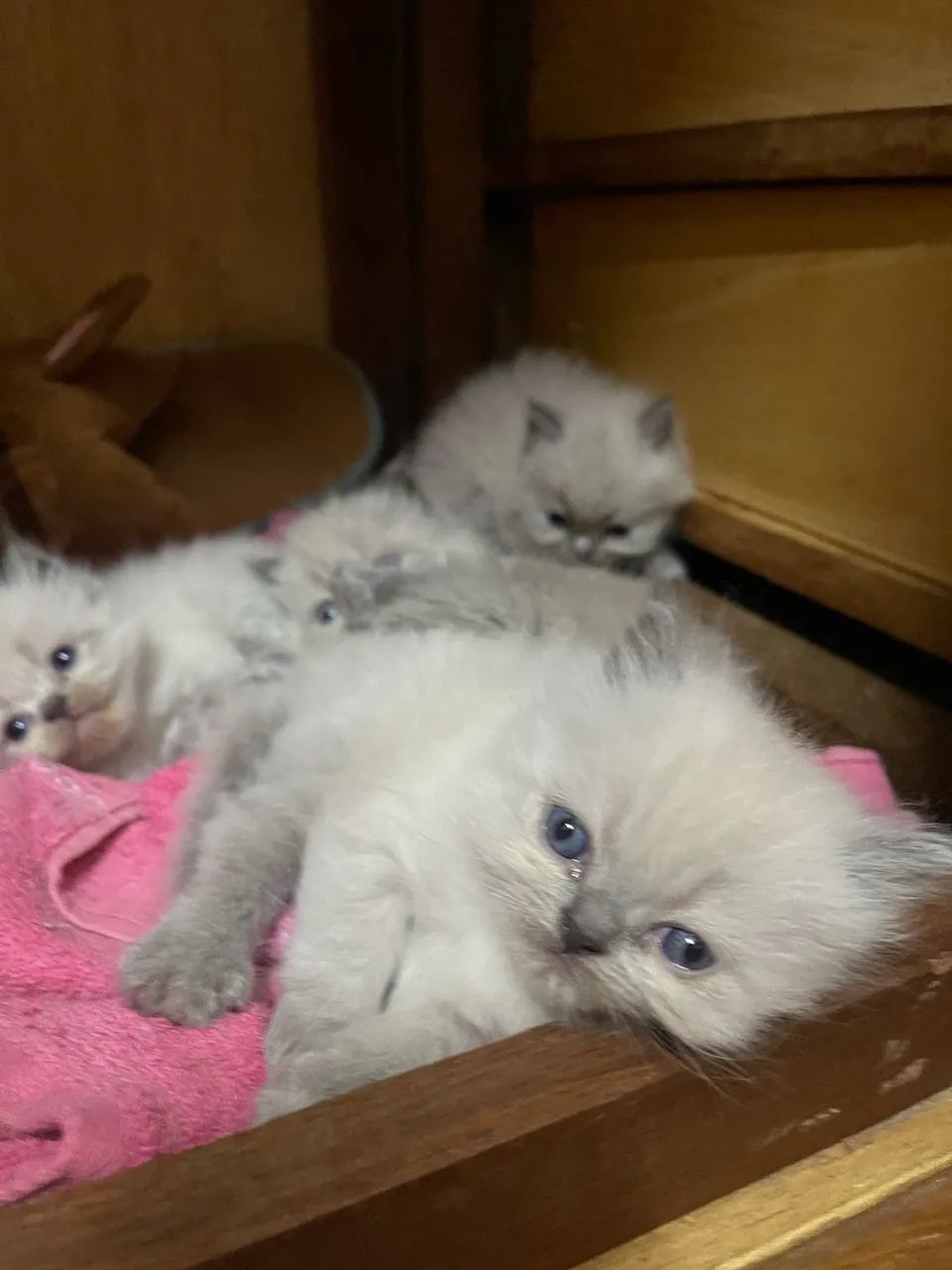 Filhote de gato Persa Himalaio com Siamês  - Foto 3