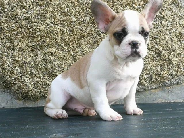 Bulldog Francês pirata/tigrado/fulvo/branco - Foto 3